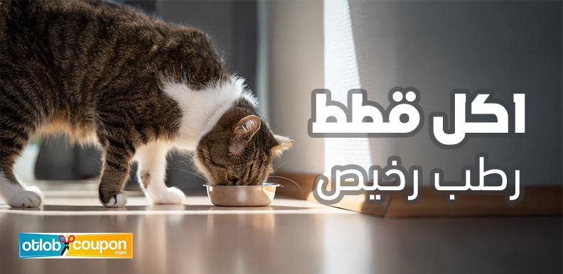 أفضل اكل قطط رطب رخيص في الأسواق .. تغذية مثالية بسعر مناسب