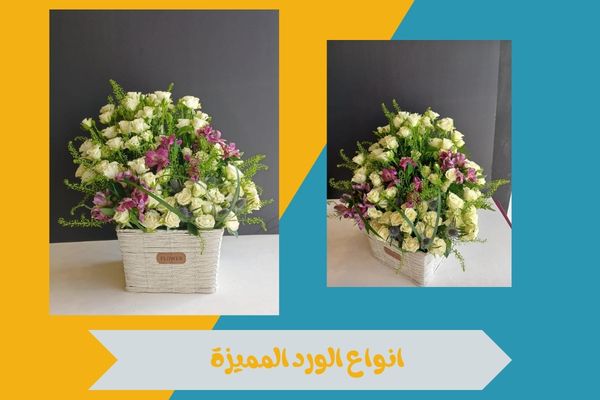انواع الورد الأكثر شعبية واختيار الأفضل لتقديمه كهدية مميزة 17 انواع الورود