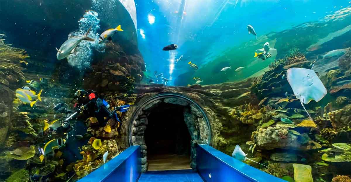 دليلك لزيارة اكواريوم الشارقة والاستمتاع بعالم البحار الساحر